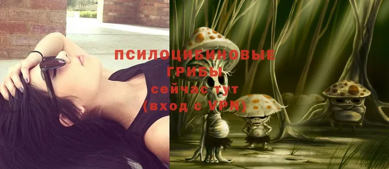 Галлюциногенные грибы Psilocybe  Бобров 